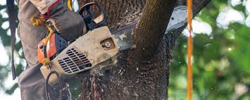 How Our Tree Care Process Works  in  Twin Falls, ID