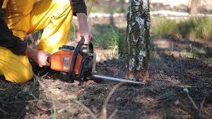 Best Hazardous Tree Removal  in Twin Falls, ID