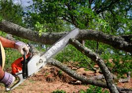 Best Tree Risk Assessment  in Twin Falls, ID