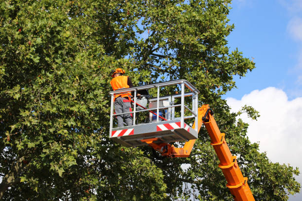 Best Tree Mulching  in Twin Falls, ID