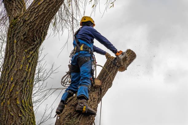 Best Lawn Pest Prevention  in Twin Falls, ID